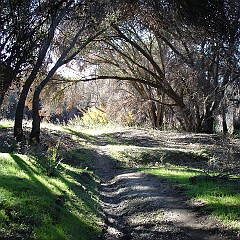 Shady grove on SM River trail